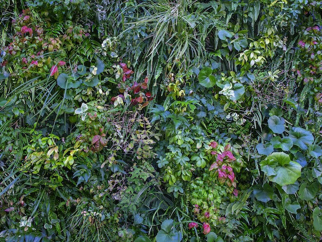 ハワイらしさ満載の観葉植物9選！ 手軽に取り入れてお部屋をハワイ色で染めよう