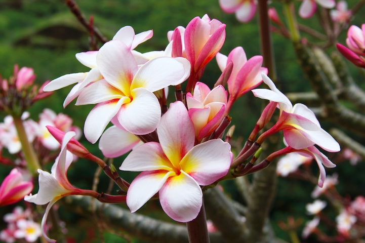ハワイの独特な植物の分類法