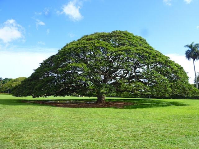 「日立の樹」として知られるモンキーポッドの巨木
