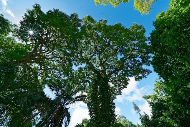 都会のオアシス「フォスター植物園」はハワイ諸島で最古の植物園