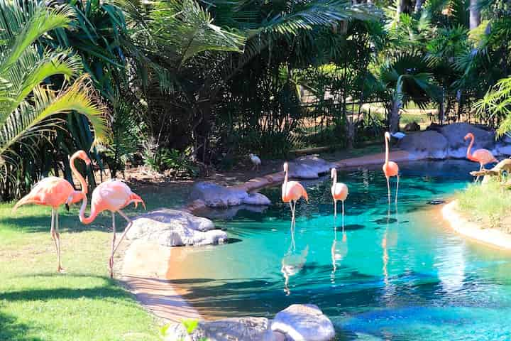 ホノルル動物園は家族でゆったり楽しめる観光スポット