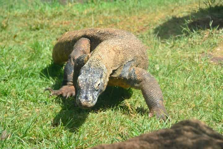 ホノルル動物園の魅力や必見の動物