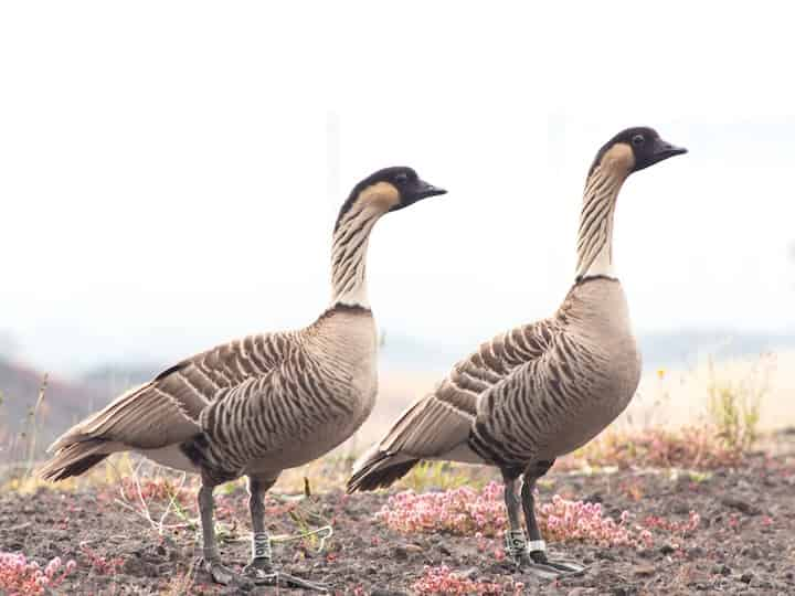 ハワイ固有種の鳥「ネネ」