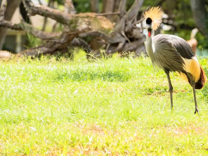 ホノルル動物園を訪問する際の注意点