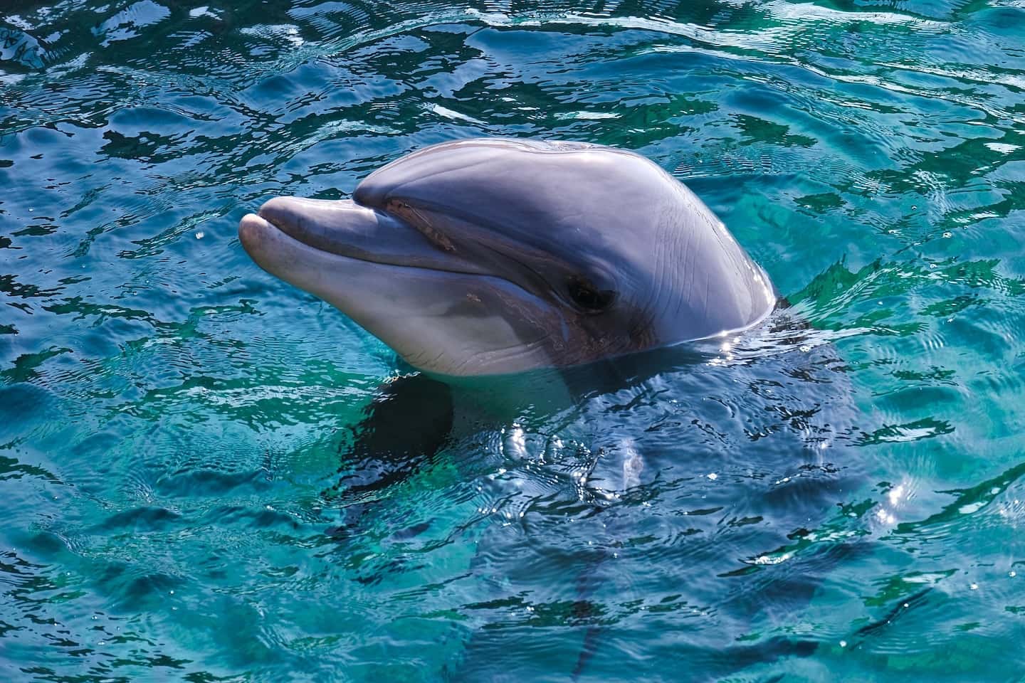 ❶海で泳ぐイルカ達　❷ハワイの風景時計 dolphin-4715099_1920-1.jpg