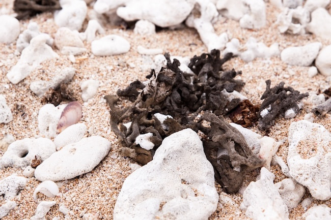 14,000個のサンゴ石で築かれた外壁の秘密