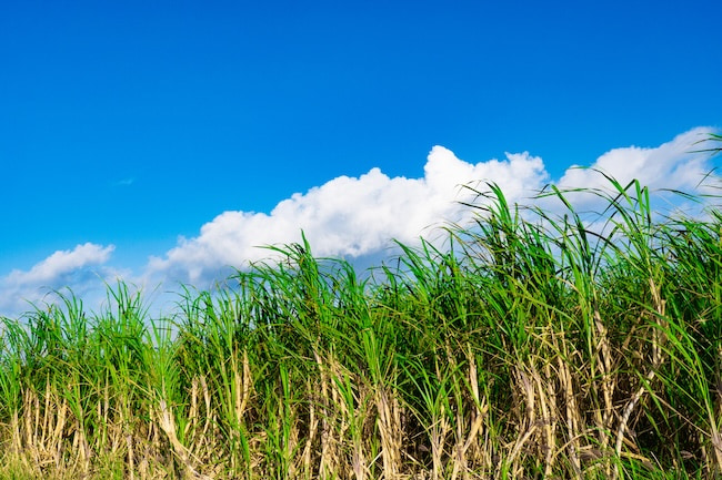 ハワイ日系移民の歴史と平等院の繋がり