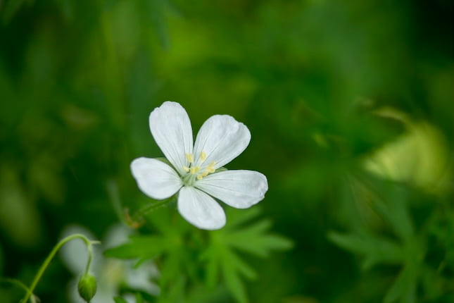島の象徴とされる植物と色