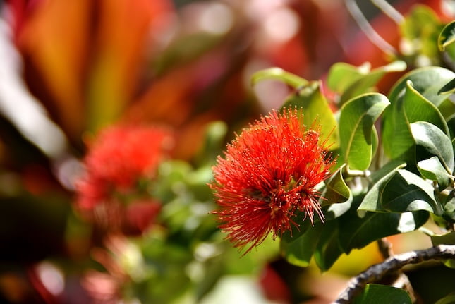 ハワイの固有種オヒアレフアとは