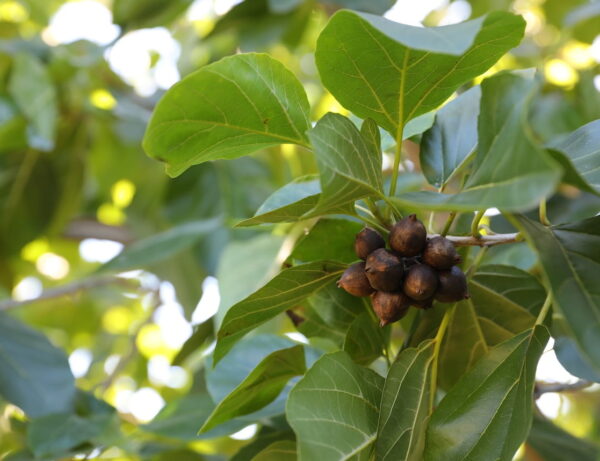 世界的に有名なハワイを代表するマウナロア・マカダミアナッツ・ビジターセンターを紹介