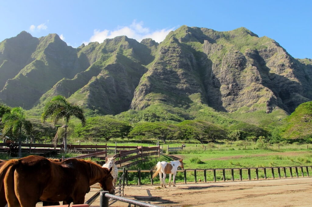 ハワイのパニオロ文化を支える全米最大級のパーカー牧場