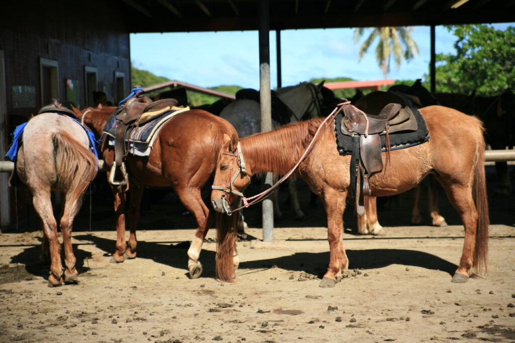 ワイメアの高原地帯を駆け抜ける乗馬ツアー