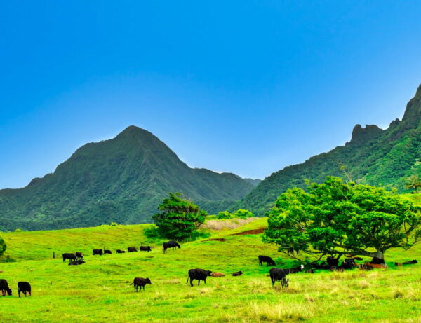 160年という歴史を持つパーカー牧場とは？乗馬やショッピングが楽しめるパーカー・ランチを紹介