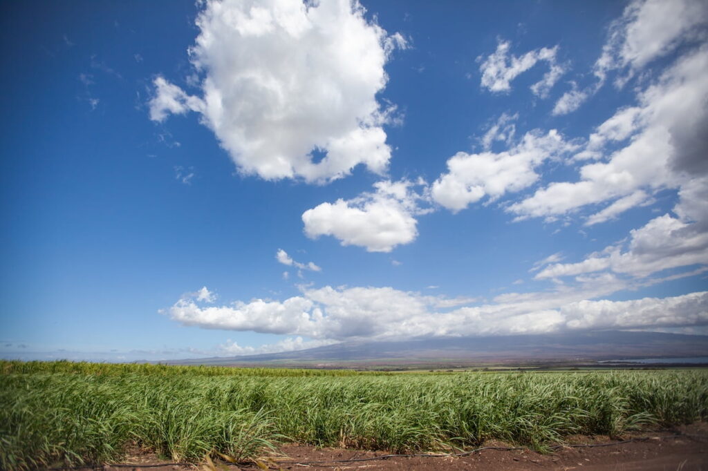 砂糖利権とアメリカ市場への無税輸出を巡る経済発展