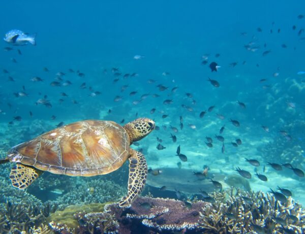 ハワイのウミガメ"ホヌ"は神さまだった? ノースショアの特等席とウミガメに会う前に知っておきたいルールを解説