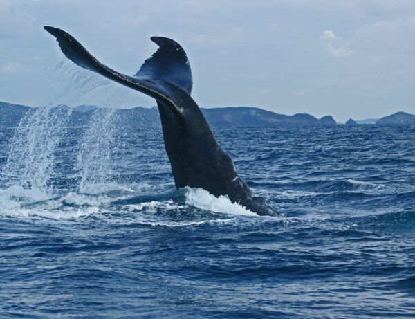 【ホエールウォッチング】マウイ島 アウアウ海峡がクジラの楽園と呼ばれる理由とは？